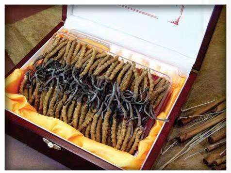 双柏冬虫夏草回收